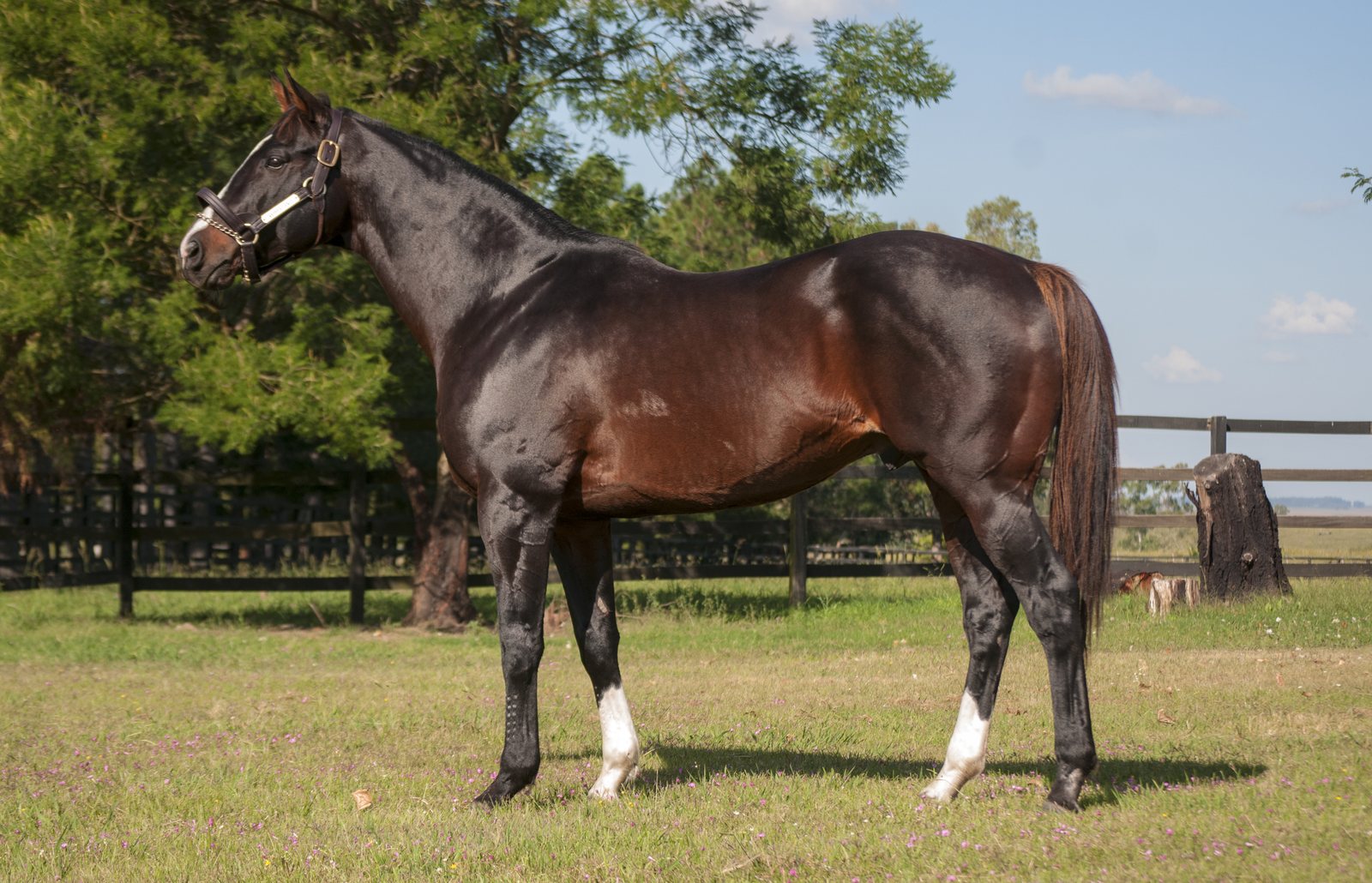 VERRAZANO
